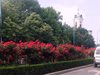 Хиляди рози разцъфнаха по пловдивските булеварди (Снимки)