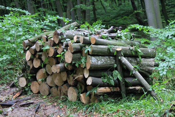 Въпреки че заявките за дърва от домакинствата тази година са се увеличили 3 пъти, 90% от тях вече са удовлетворени от държавата благодарение на рекордния добив.