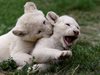 5 бели лъвчета, които са застрашен вид, са се родили в зоопарк в Чехия (Снимки)