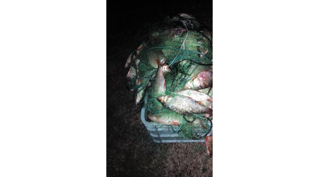 Инспекторите освободили от бракониерските мрежи 23 кг.червеноперка