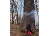 Огнеборци спасиха запалено дърво на хълма "Бунарджика" в Пловдив (Снимки)
