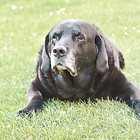 Загуба на слух и зрение при възрастни кучета