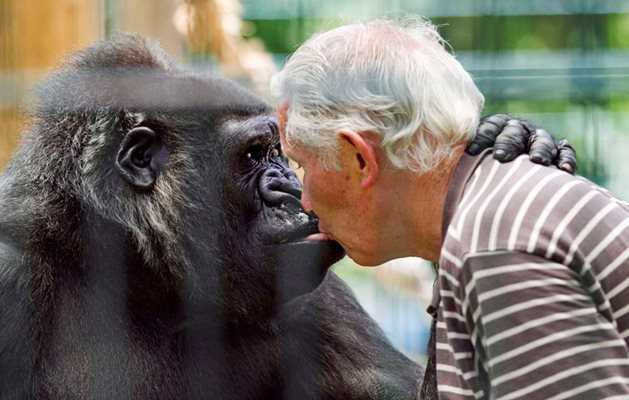 “Дижит, дъще, дай целувка”, обича да казва Пиер на грамадната горила. СНИМКИ: РОЙТЕРС