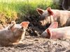 Обявиха бедствено положение в Добричко заради чумата по свинете