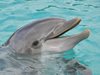 Камбоджа отбеляза раждането на пето делфинче за тази година