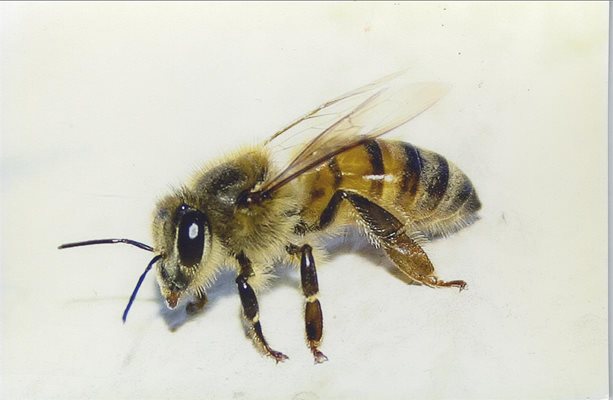 Модерното земеделие съсипва пчелите
