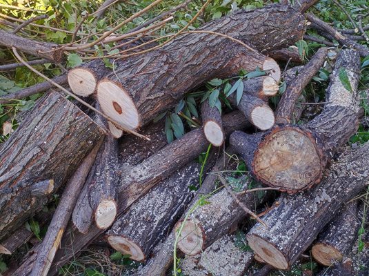 Издирват бракониери, отрязали 155 дървета край Разлог.