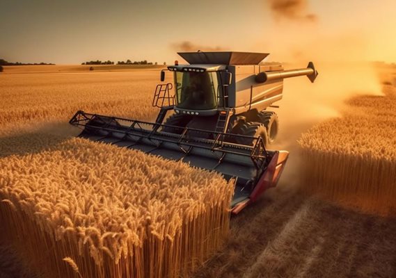Египет ще купува пшеница от Франция и България.