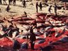 "168 часа": Делфинското месо на мода у нас след войната