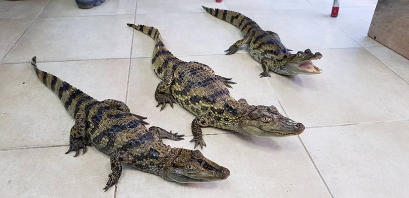 Крокодилите са социални