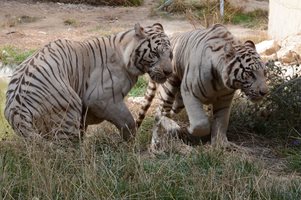 Тигри, леопарди и рисове пристигнаха в зоопарка във Варна (Снимки)