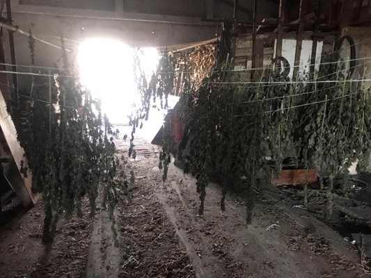 Оранжерия за марихуана откриха в Големо село. СНИМКИ: ОМВР-Кюстендил