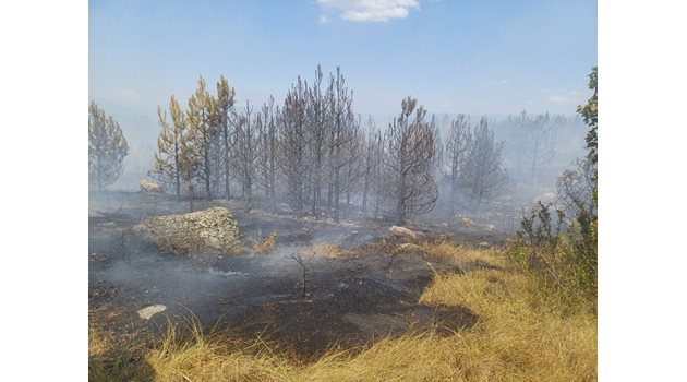 Пожарът в Гърция премина на наша територия СНИМКА: Архив