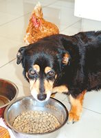 Кучешка диета и хигиена: 
Прием на таурин и общата купа за вода