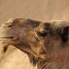 Камилите умеят да намират какво да пият в огромната пустиня с помощта на носовете си, които са отлични детектори на влага.