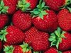 Още набират кандидати за бране на ягоди в Испания