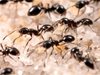 Мравките разполагат със свой усъвършенстван биологичен GPS