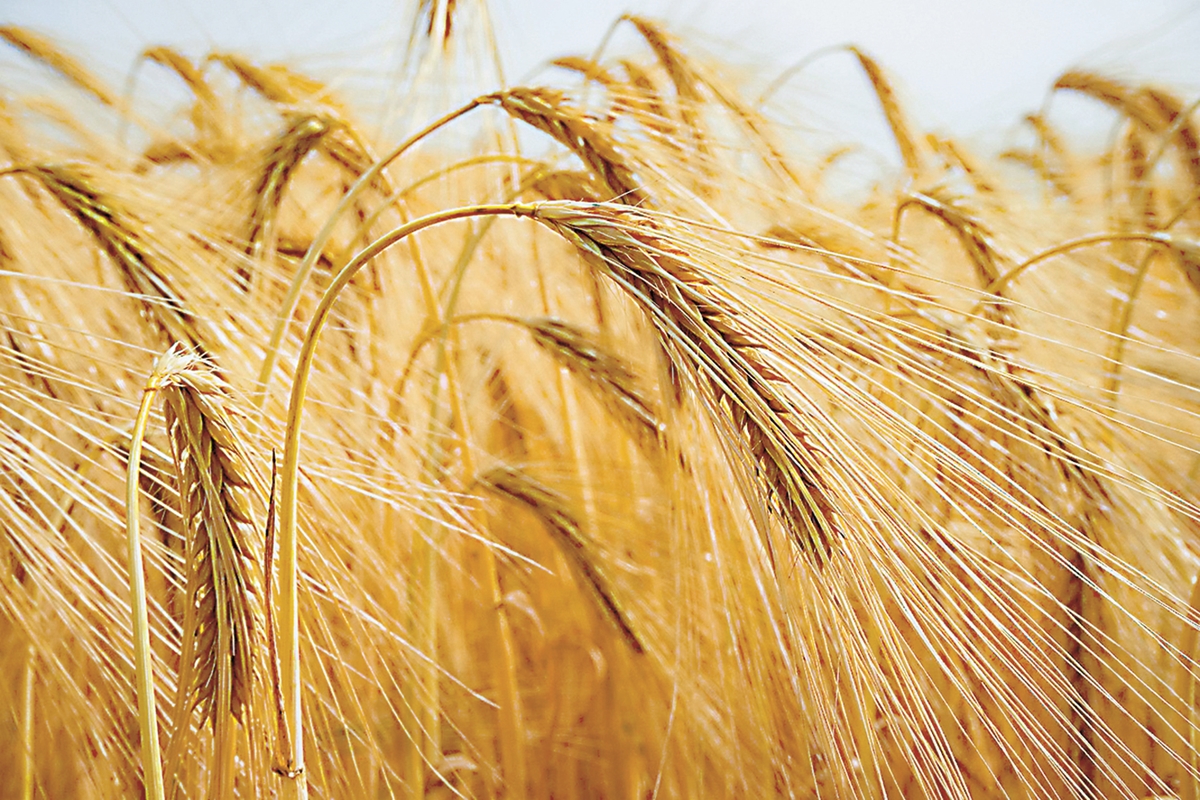 Добивите от пшеница и ечемик в област Плевен са по-ниски спрямо миналогодишните