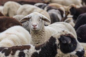 Овцевъди и козевъди получиха 21,7 млн. лева за кампания 2023