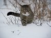 Котка избяга от Холандия в Австрия