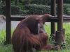 Орангутан пушач в Индонезия стана сензация в интернет (Видео)