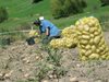 Правителството на Унгария слага таван на цените на яйцата и картофите