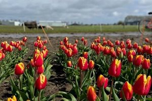 Нидерландските производители на лалета се учат на биопроизводство