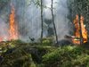Бедствено положение в германската провинция Долна Саксония заради пожари