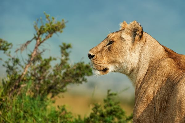 Снимана лъвица в Африка