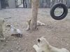 Виж как малко кученце бие три лъва (Видео)