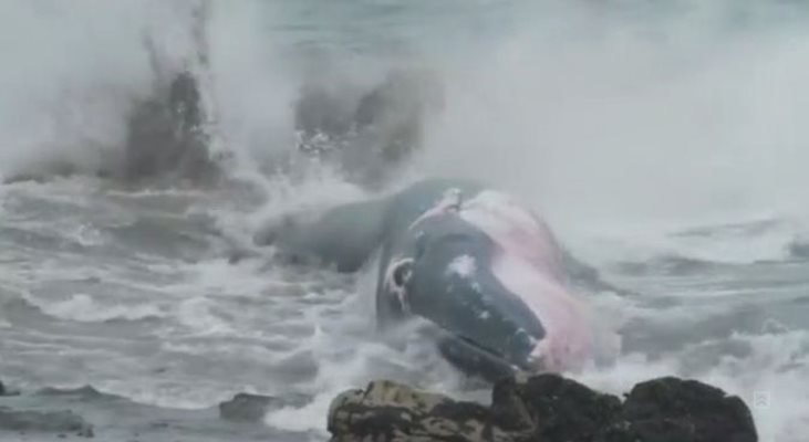Доброволци в Чили спасиха кит в безпомощно състояние (Видео)