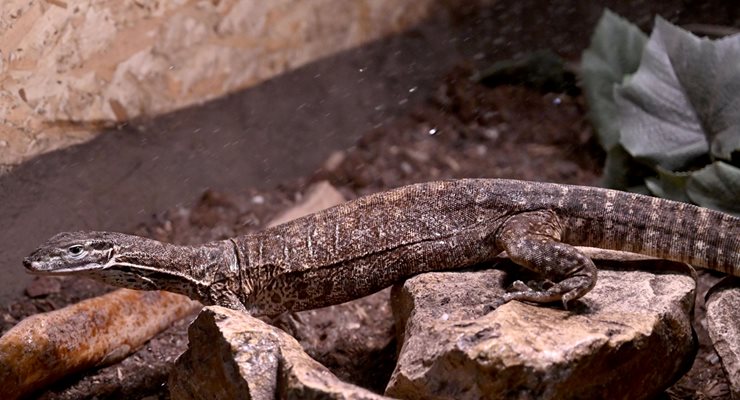 Аргус Варан -Varanus panoptes, Северна Австралия и Южна Папуа Нова Гвинея