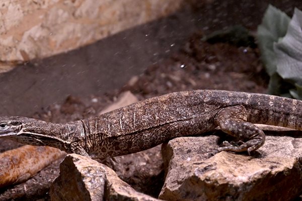 Аргус Варан -Varanus panoptes, Северна Австралия и Южна Папуа Нова Гвинея