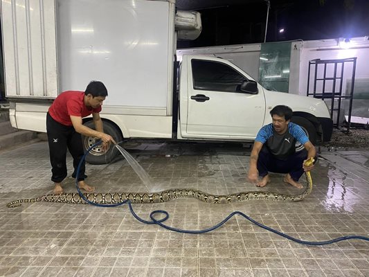 Малайският мрежест питон е една от най-големите змии в света и може да изяде цял човек СНИМКИ: Фейсбук/Chang Lantanoy