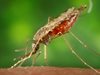 65 случая на малария в Гърция