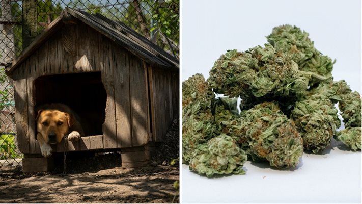Откриха марихуана за над 500 бона в кучешка колиба край Русе