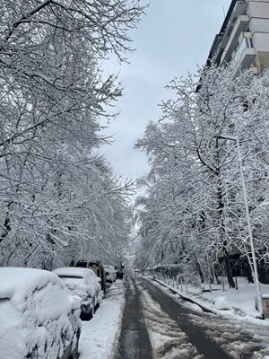 Кварталните улици в София останаха непочистени, мокрият сняг преви дърветата.