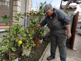 Таня Енева редовно се грижи за лимоните си. Снимки: Радко Паунов