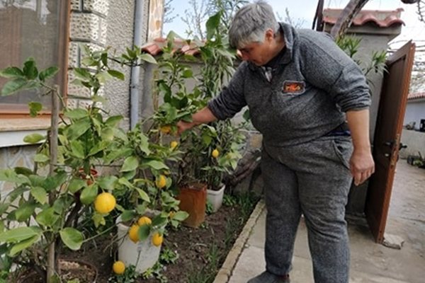 Таня Енева редовно се грижи за лимоните си. Снимки: Радко Паунов