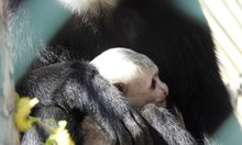 Има нови маймуни, но са в зоопарка - с перчем от бели ресни и черна козина! (Снимки)