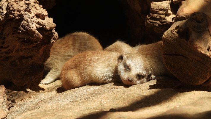 СНИМКИ: Зоологическа градина София / Sofia Zoo