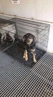 Кучета в клетки на сметището в Самоков Снимки: Фейсбук/Ralitsa Stoyneva