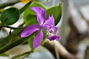 Градина: Канелата предпазва орхидеите от гниене