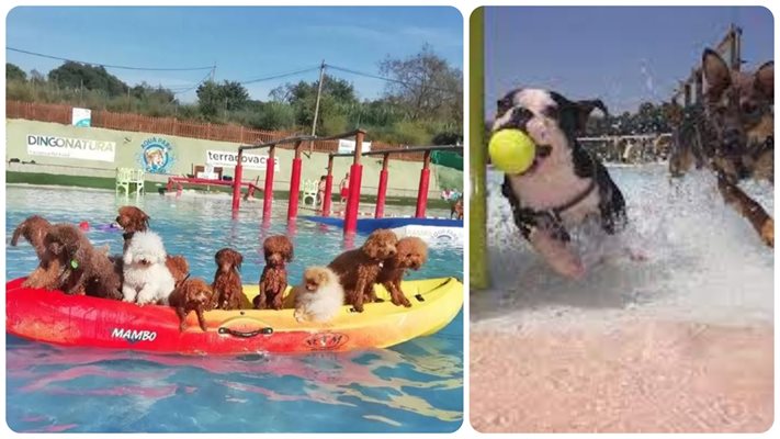 (Видео) Кучета карат сърф в аквапарк за животни