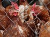 Обезщетиха собствениците на умъртвените заради "птичия грип" птици в Стралджанско