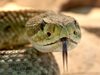 Учени извлякоха рекордно количество 
отрова от змия
