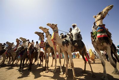 Конкурс за красота на камили. Снимка: Архив СНИМКА: РОЙТЕРС