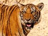 Тигри човекоядци тероризират индийски села