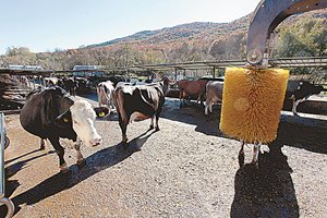 Най-важните съвети на ФАО за устойчиво управление на млечните ферми