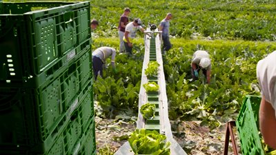 Производители на зеленчуци бият тревога за недостиг на сезонни работници.